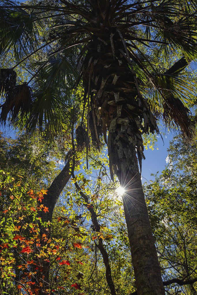 Palm Tree Sunburst by kvphoto