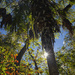 Palm Tree Sunburst by kvphoto