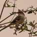 Mockingbird Keeping an Eye on Things! by rickster549