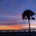 Sunset at The Battery in Charleston with palmetto by congaree