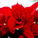 Poinsettia by elisasaeter