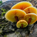 Fungi by tonygig