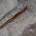Centipeed  ตะขาบ Tak̄hāb by lumpiniman