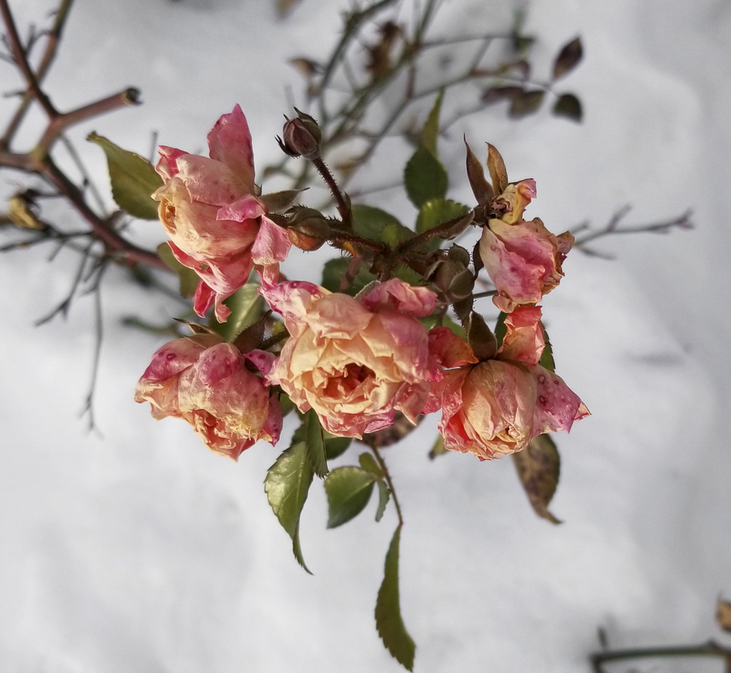 Snow roses by houser934
