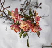 16th Nov 2019 - Snow roses