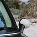 A little visitor in the car park by jamibann
