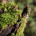 Moss on stump by parisouailleurs