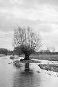 16th Dec 2019 - Tree in the river