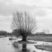 Tree in the river by leonbuys83
