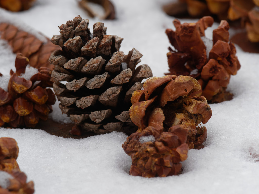 pine cones  by rminer
