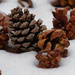 pine cones  by rminer