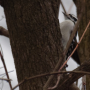 16th Dec 2019 - downy woodpecker 