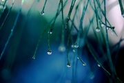 16th Dec 2019 - raindrops