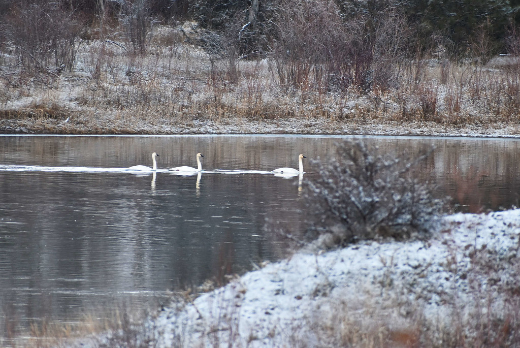 Trumpeter Swans by bjywamer
