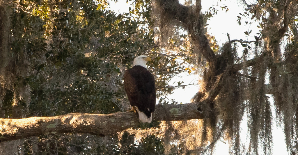 Bald Eagle, Just Chillin! by rickster549