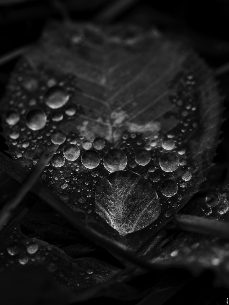 Raindrops by ramr