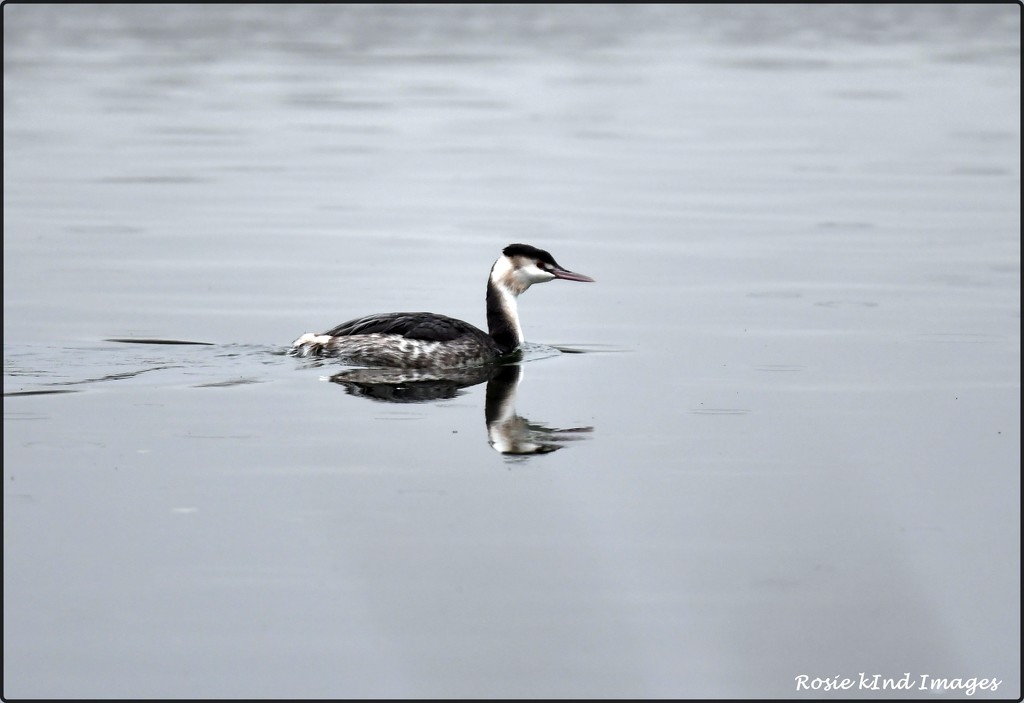 RK3_7143  Great crested grebe by rosiekind