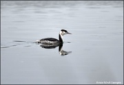 17th Dec 2019 - RK3_7143  Great crested grebe