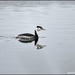RK3_7143  Great crested grebe by rosiekind