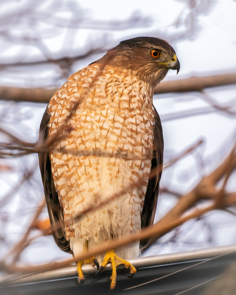 hawk facing front by jernst1779