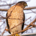 hawk facing front by jernst1779