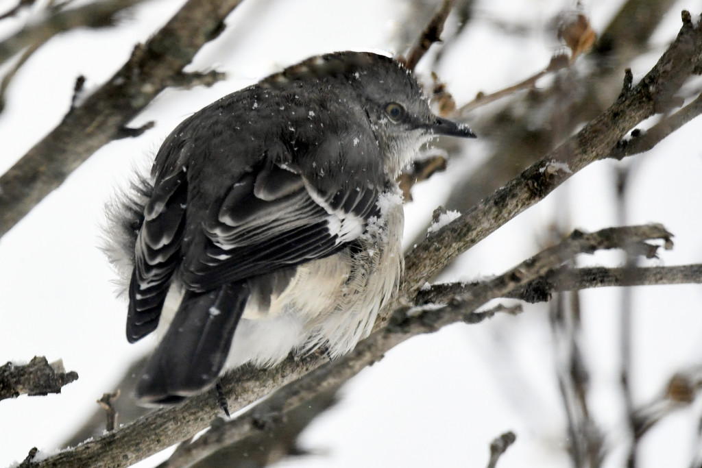 Mockingbird in Snow by kareenking