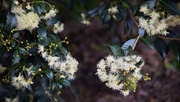 18th Dec 2019 - Australian Flowering Trees ~    