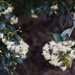 Australian Flowering Trees ~     by happysnaps