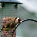 Goldfinch by stevejacob