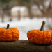 Frost on the Pumpkins by batfish