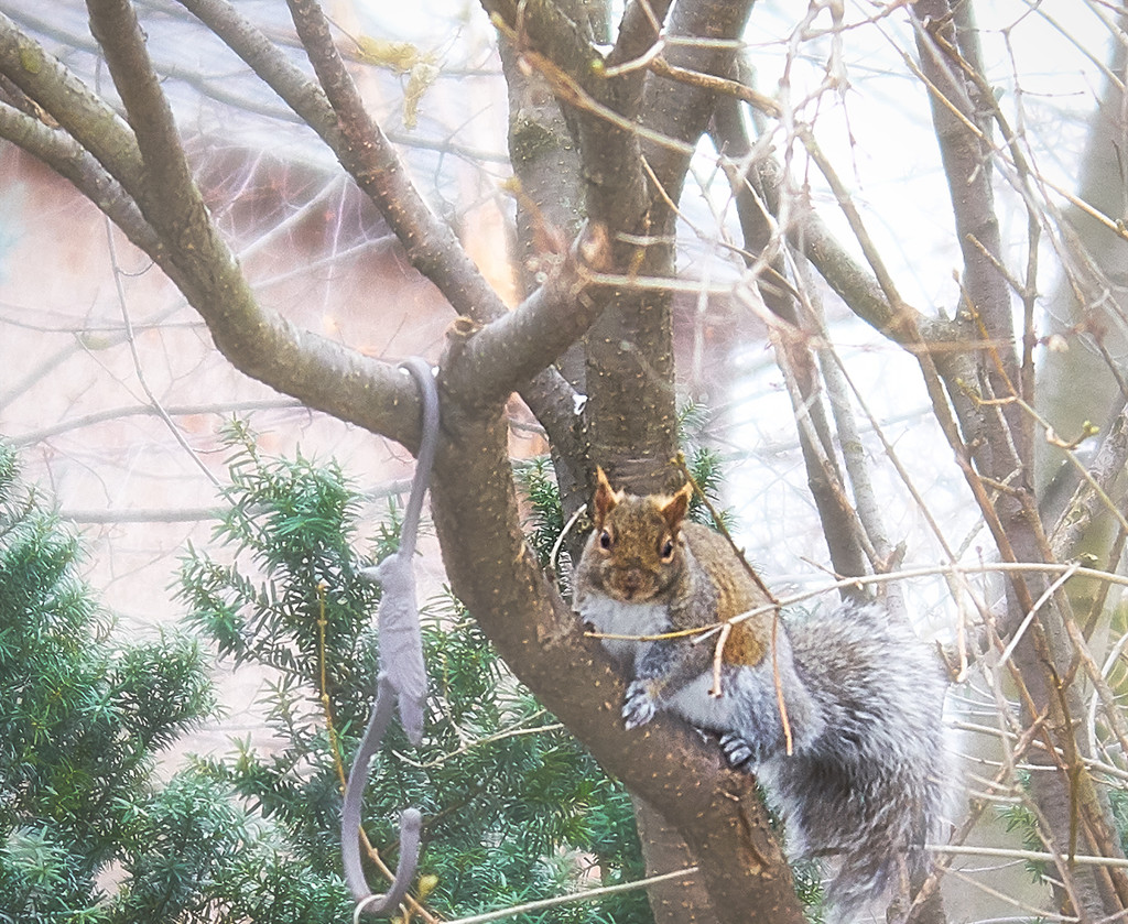 Squirrel Gaze by gardencat