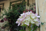 15th Dec 2019 - Hi, Hydrangea