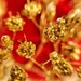 Gold and red.  by cocobella