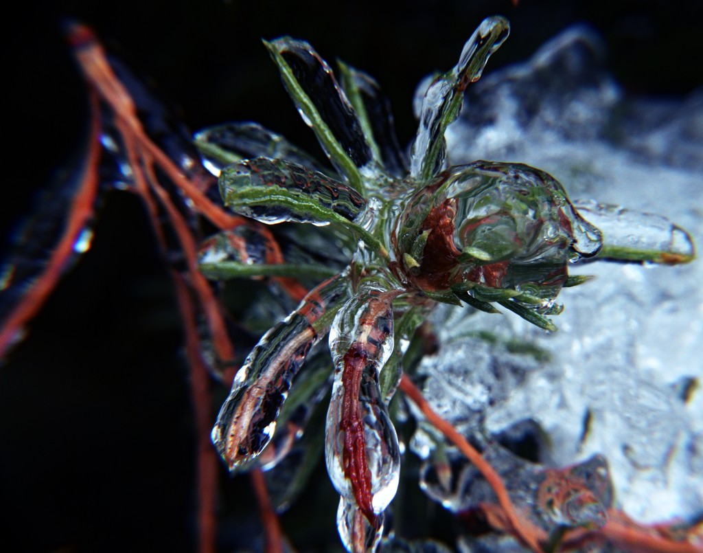 Day 351: Icy by sheilalorson