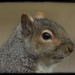 Portrait of a squirrel  by amyk