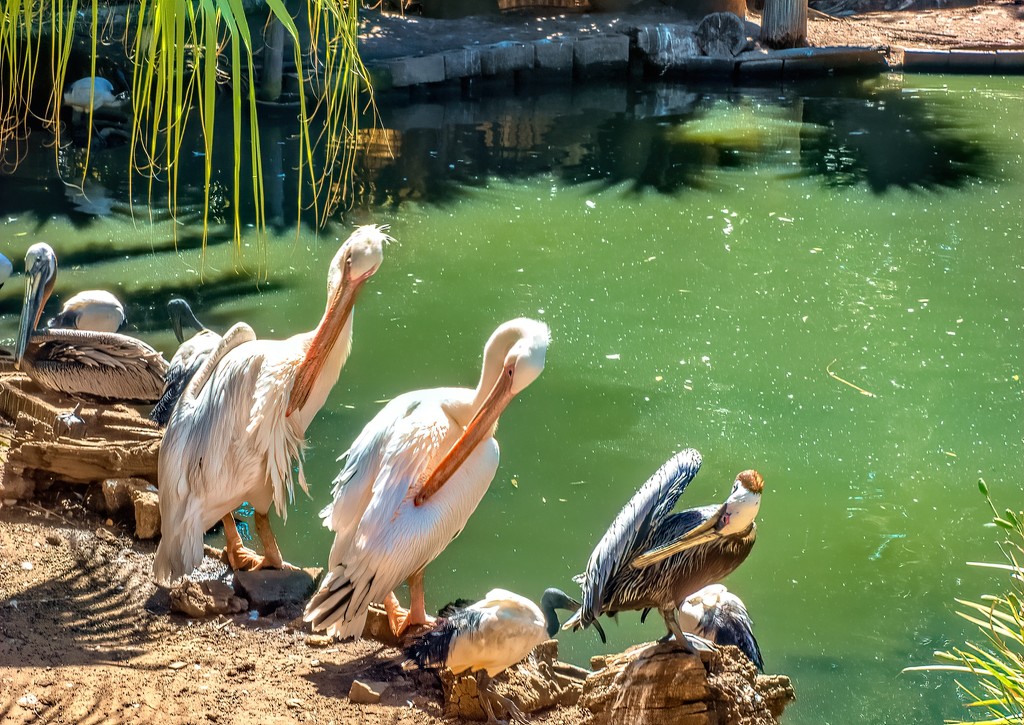Preening time for the Pelicans  by ludwigsdiana