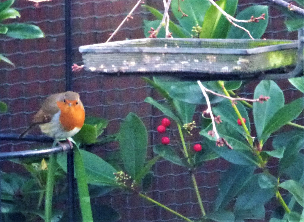 My little round robin . by beryl
