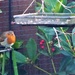 My little round robin . by beryl