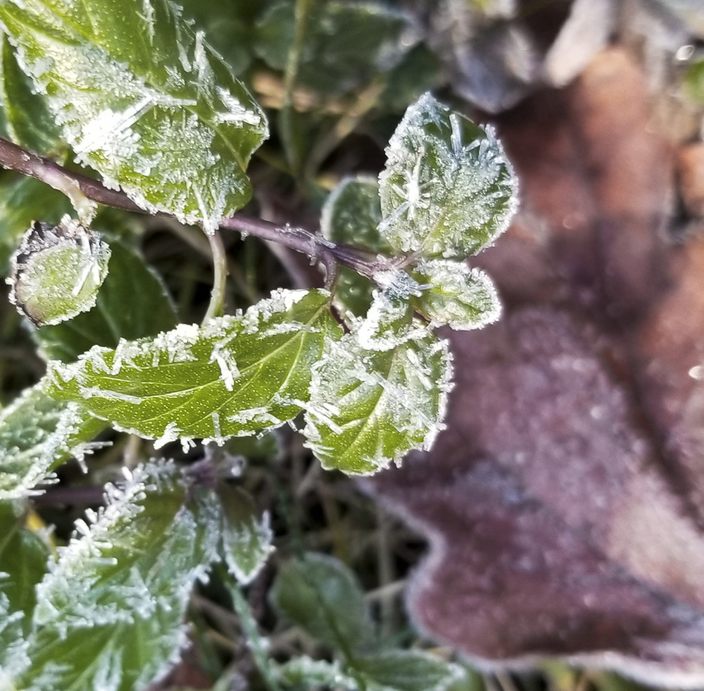 Early morning frost by houser934