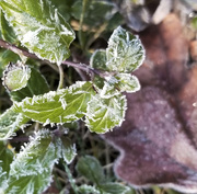 23rd Nov 2019 - Early morning frost