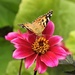  Painted Lady on Pink Dahlia  by susiemc