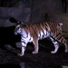 Tiger At Night by randy23