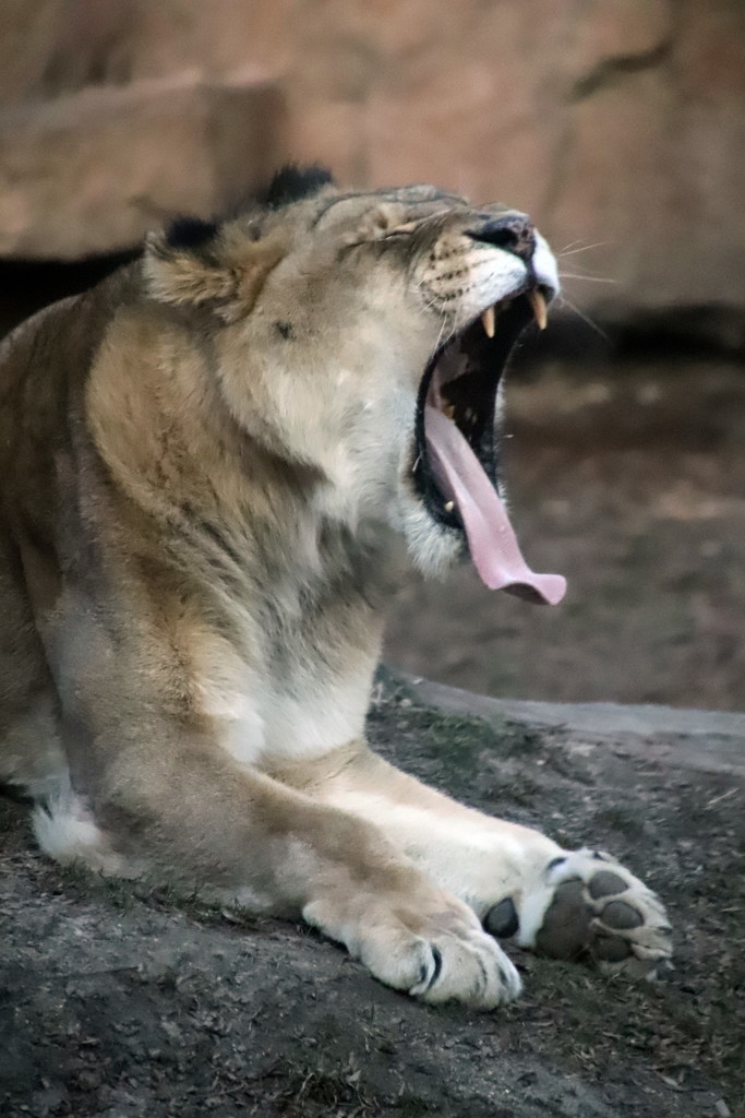 Now That's A Yawn! by randy23