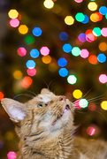 18th Dec 2019 - Griffin in Awe of Xmas Lights