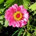 Cvijet by vesna0210