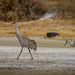 Sandhill Cranes On A Stroll by jgpittenger