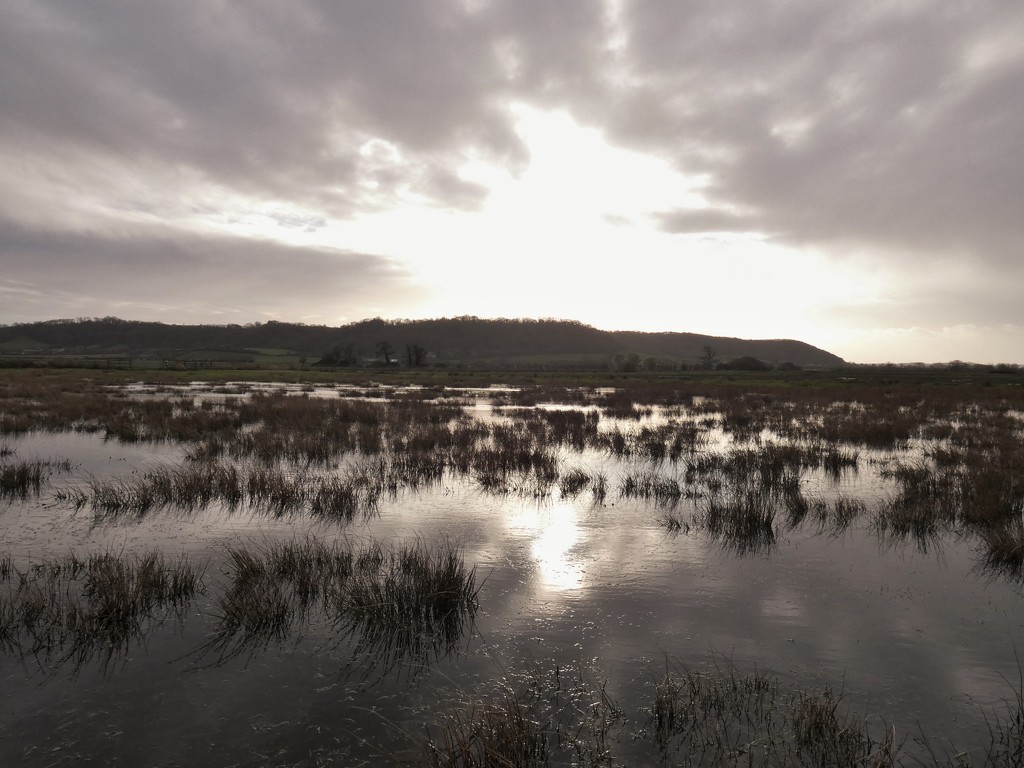 Winter wetlands by julienne1