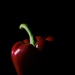Red Pepper by imnorman