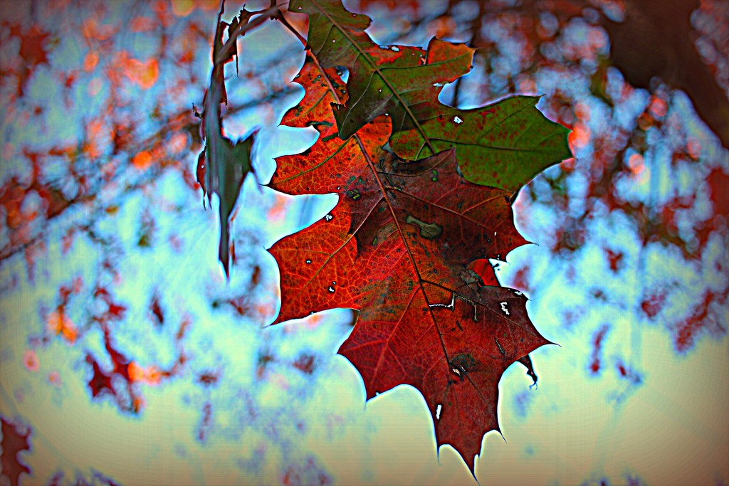 Old Leaves by judyc57