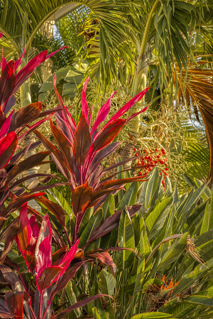 Florida Foliage by kvphoto